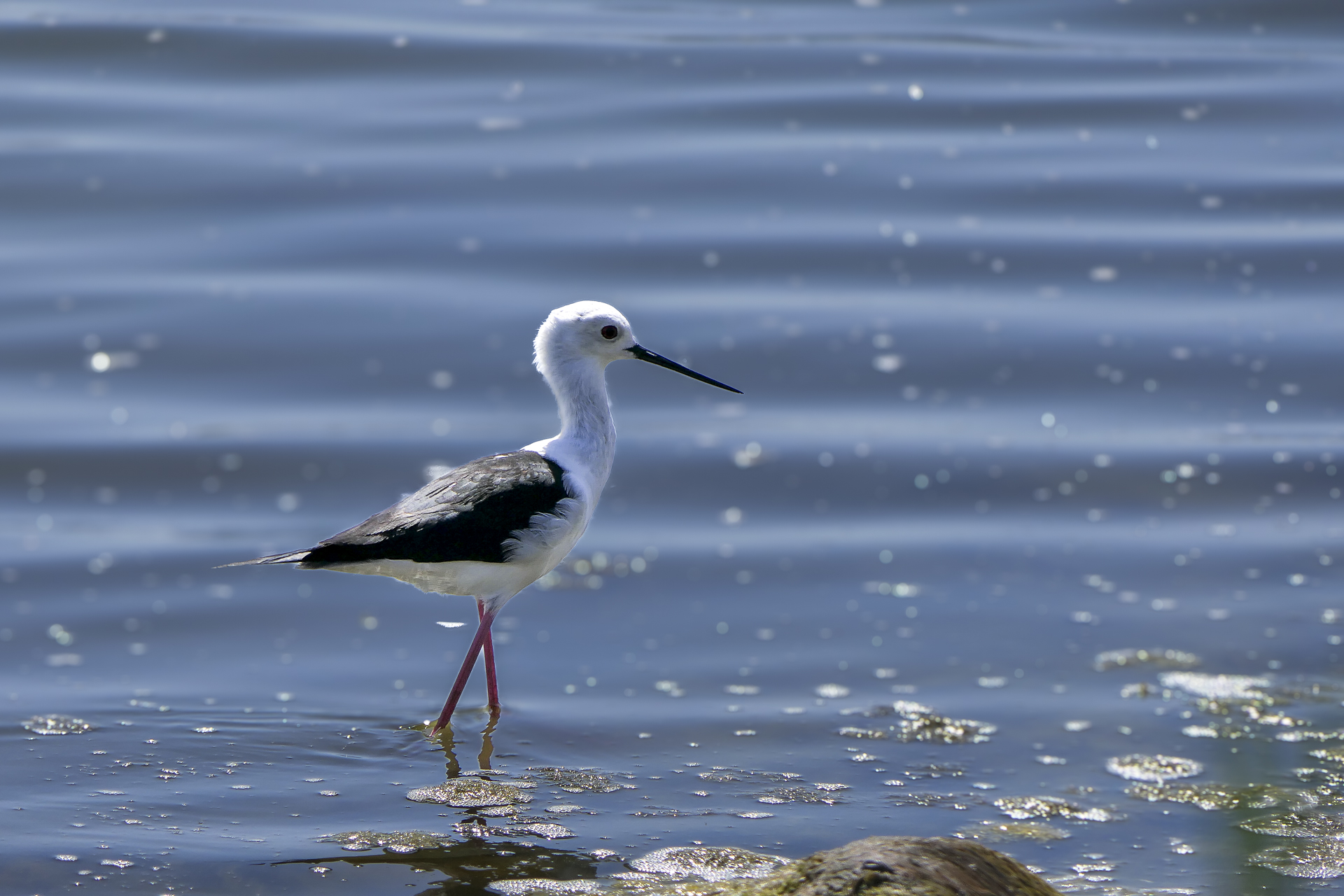 Découverte des oiseaux de la Brenne